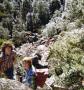 1976_mt_arthur_bushwalk_005