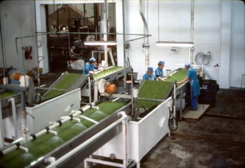 1983_general_jones_peas_002