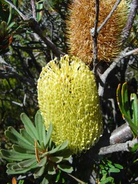2007_mt_anne_bootsnall_bushwalk_025