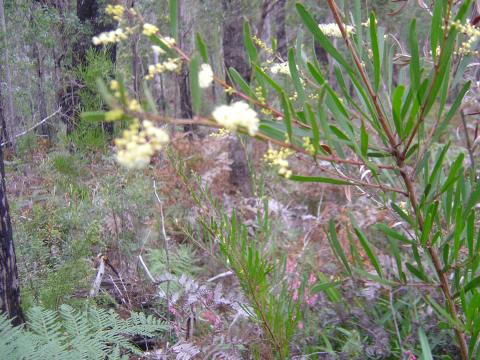 2006_mt_roland_bootsnall_bushwalk_025