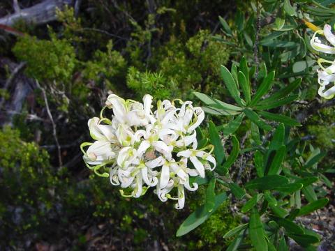 Lomatia Tinctoria
