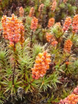 Richea Scoparia