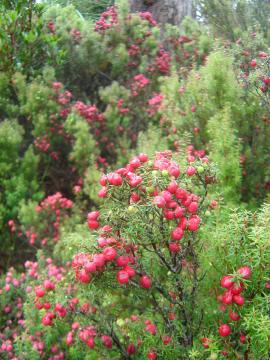 Cyathodes Glauca