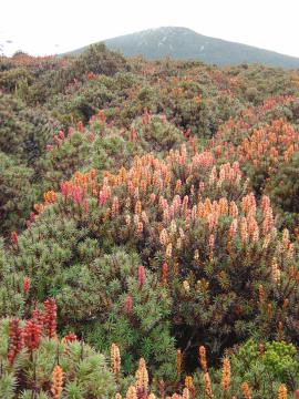 Richea Scoparia