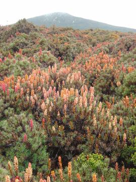 Richea Scoparia
