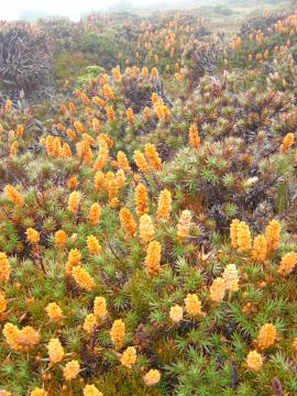 Richea Scoparia