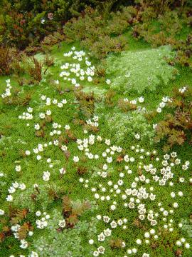 Donatia novae-zelandiae
