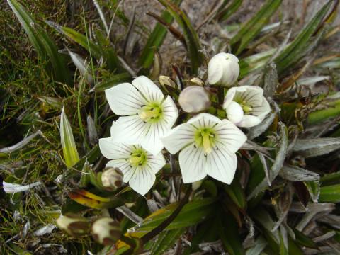 Chionogenetias diemensis