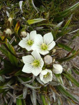 Chionogenetias diemensis