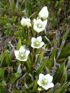 Chionogenetias diemensis