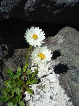Celmisia saxifraga