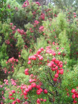 Cyathodes Glauca