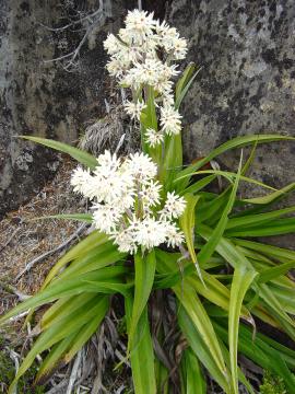 Milligania densiflora