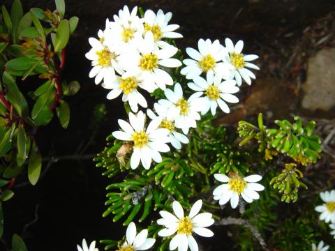 Olearia tasmanica