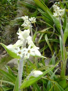 Milligania densiflora