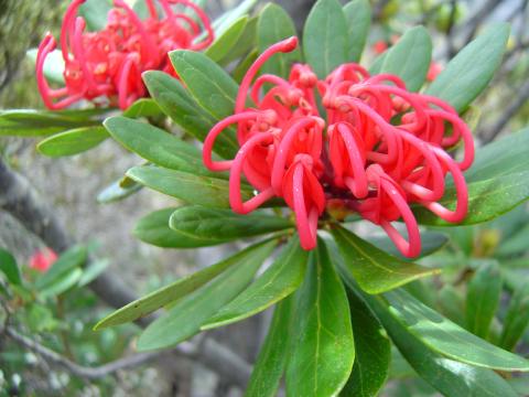 Telopea truncata