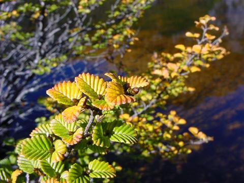 2002_cradle_mt_bushwalk_fagus_003