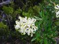 Lomatia Tinctoria
