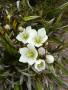 Chionogenetias diemensis