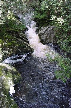 pencil_pine_falls