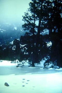 1983_bootsnall_cradle_bushwalk_003